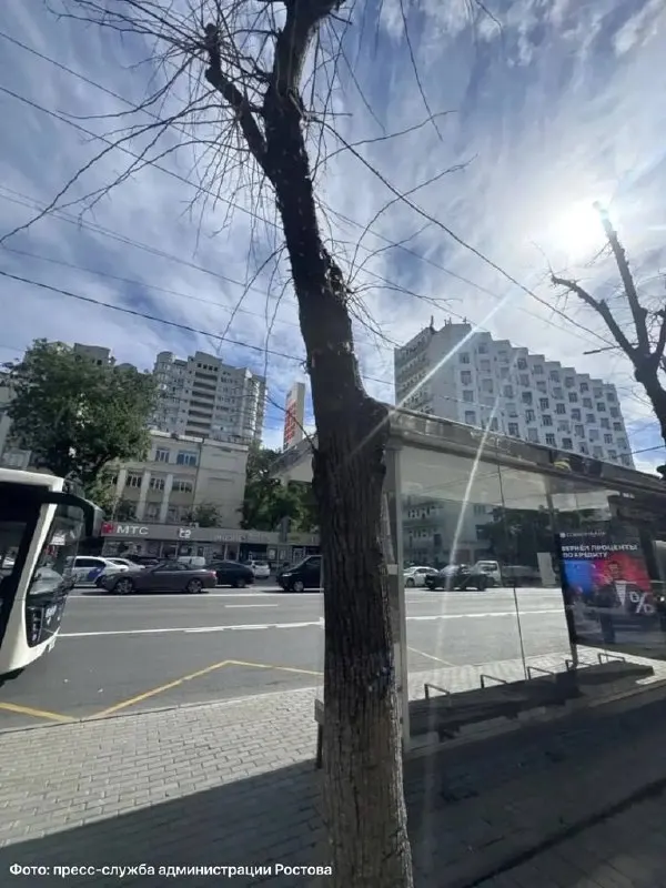 Подрядчики будут работать на двух участках в центре Ростова с 21 октября по 2 ноября; до конца года планируют высадить 113 новых деревьев, ещё более 100 молодых уже посажены.