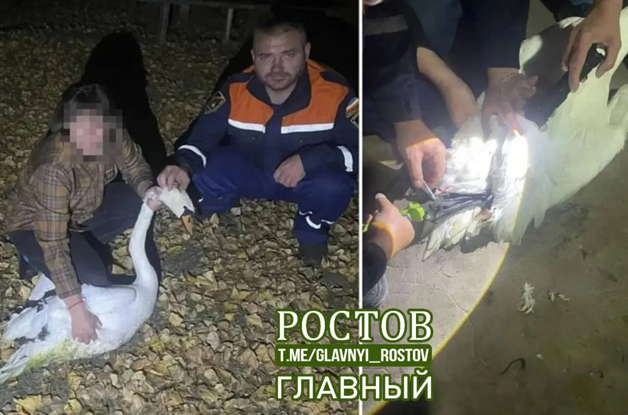 Лебедь зацепился за старые рыболовные снасти на реке Калитва и не мог взлететь. Спасатели освободили птицу и вернули её местной жительнице.