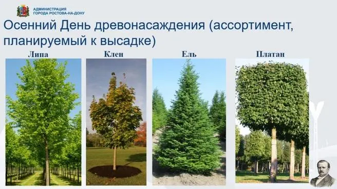 17 октября пройдет День древонасаждения: в городе высадят липы, клены, ели и платаны, а к концу ноября — ещё 400 компенсационных деревьев.